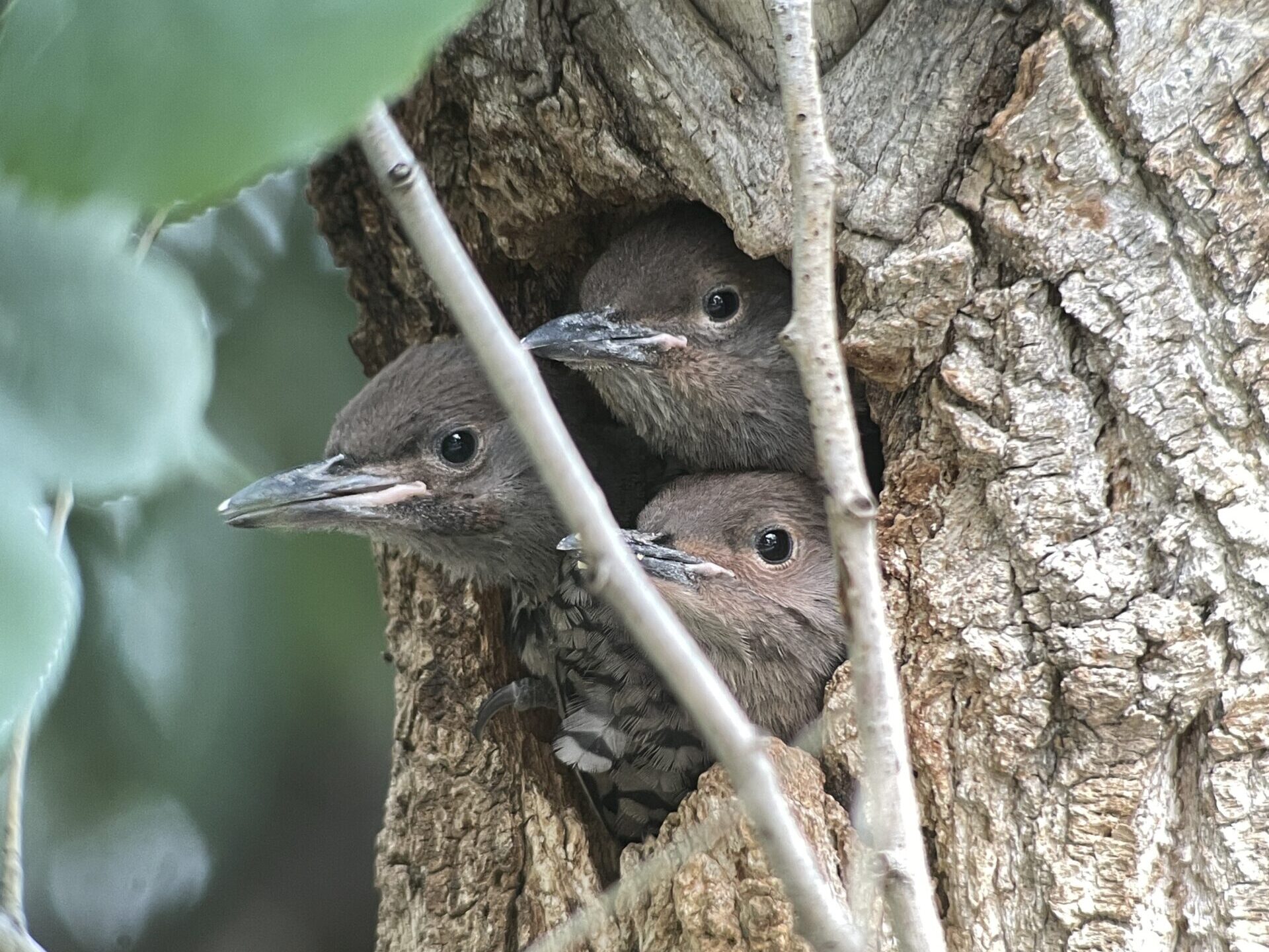 Fledging soon!